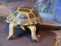 /album/tortellini/torti-7-jpg/